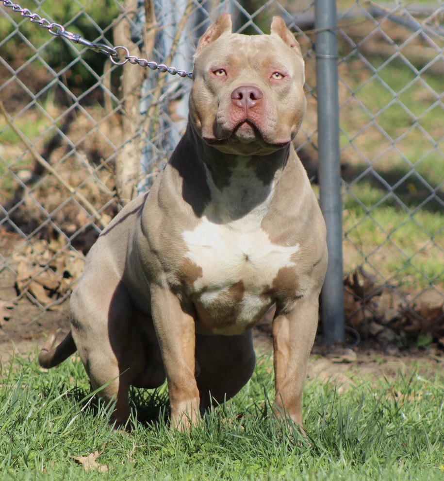 Dog Featured Image