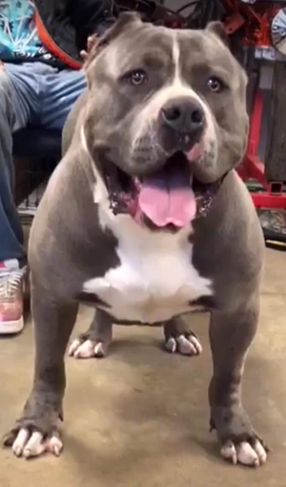 Dog Featured Image