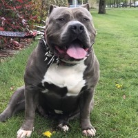 Dog Featured Image
