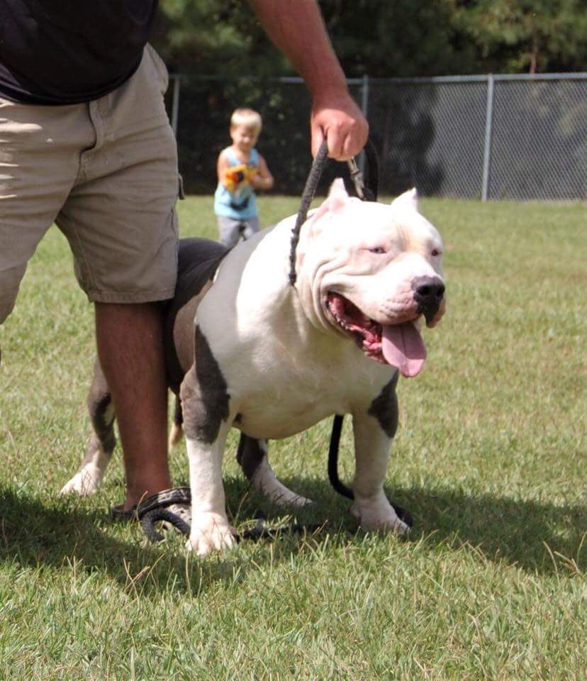 Dog Featured Image