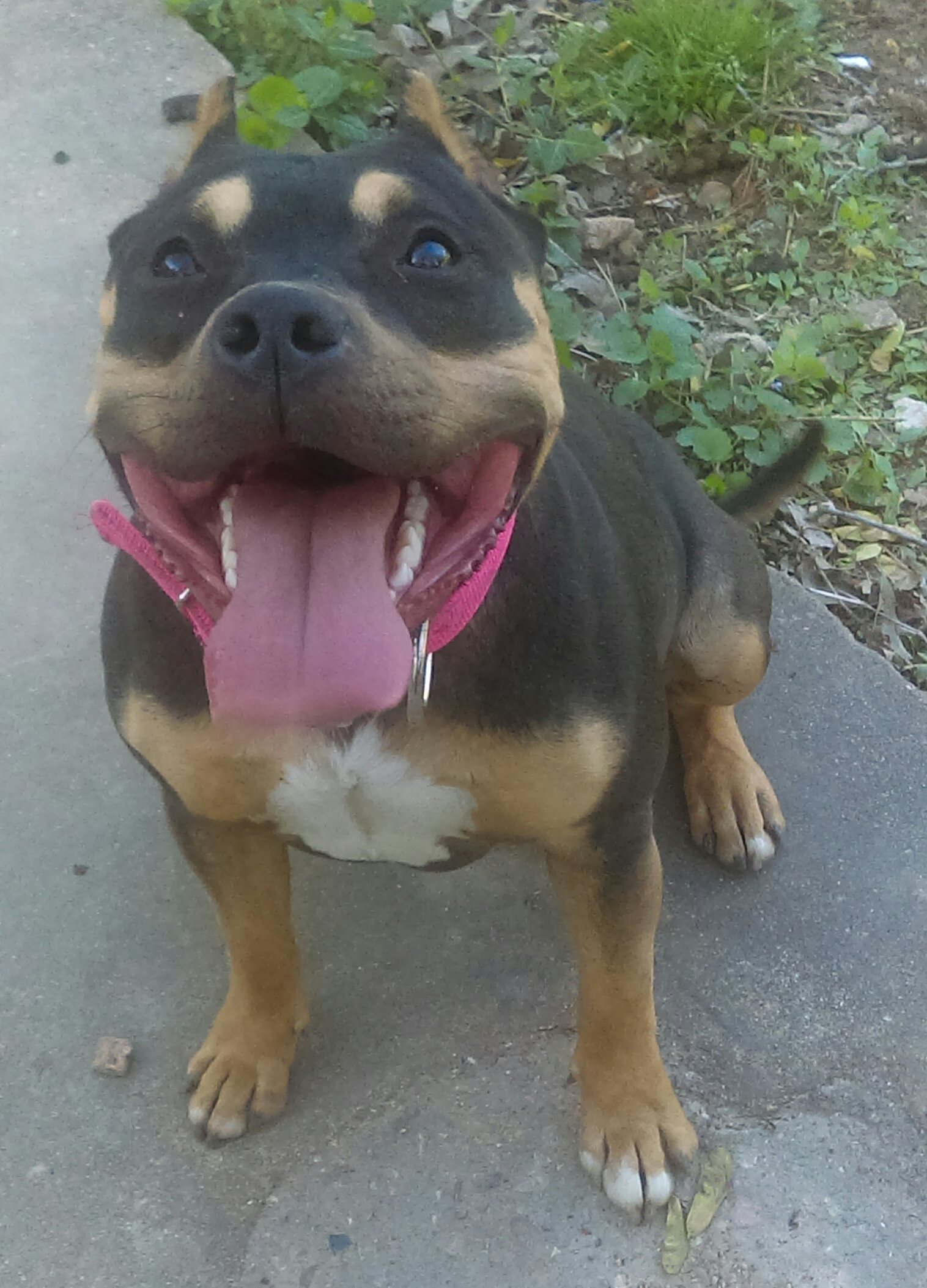 Dog Featured Image