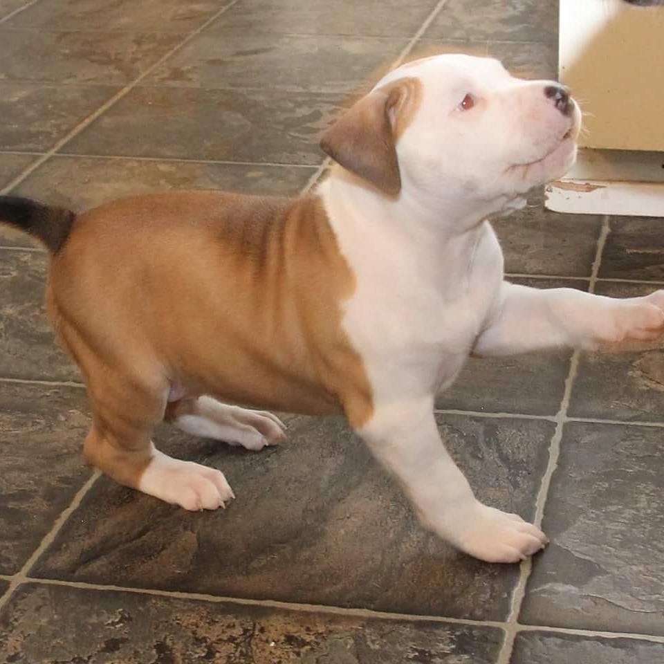 Dog Featured Image