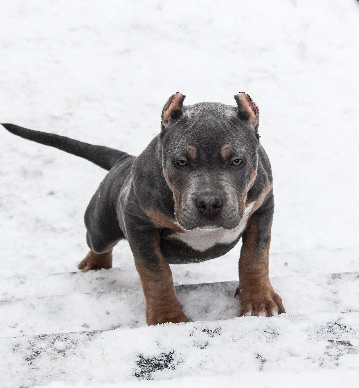 Dog Featured Image