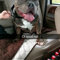 Dog Featured Image