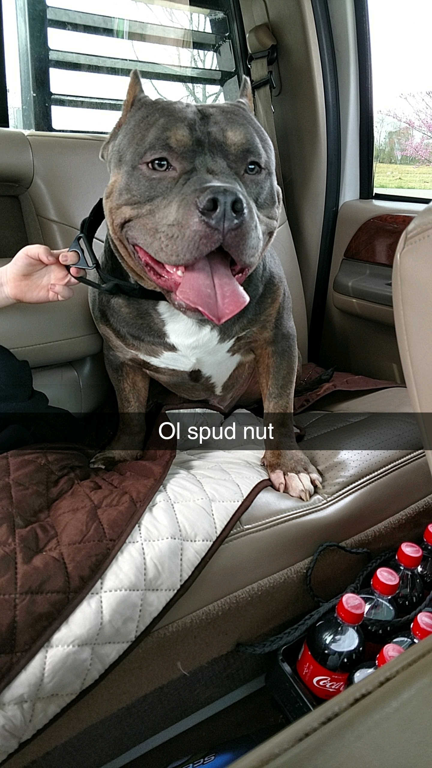 Dog Featured Image