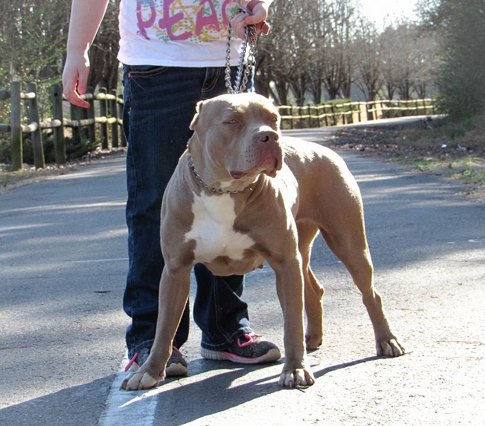 Dog Featured Image