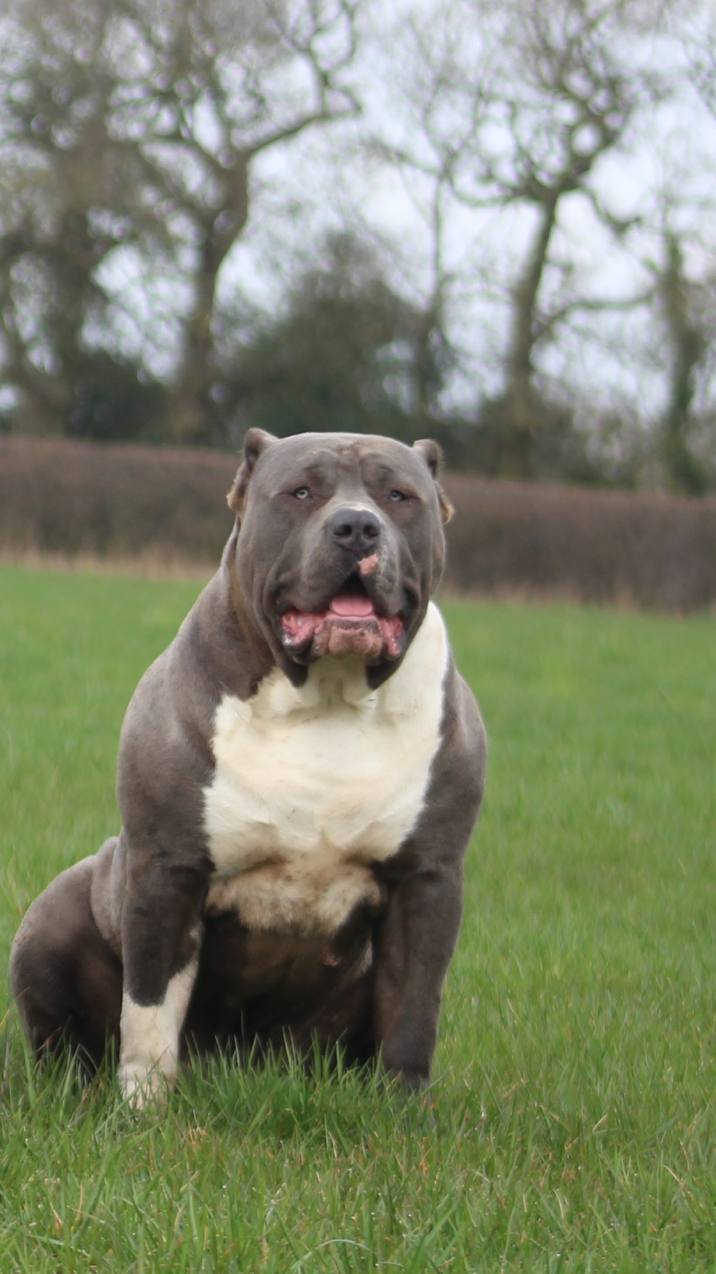Dog Featured Image