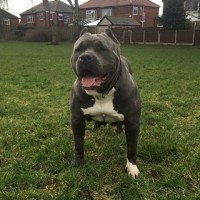 Dog Featured Image