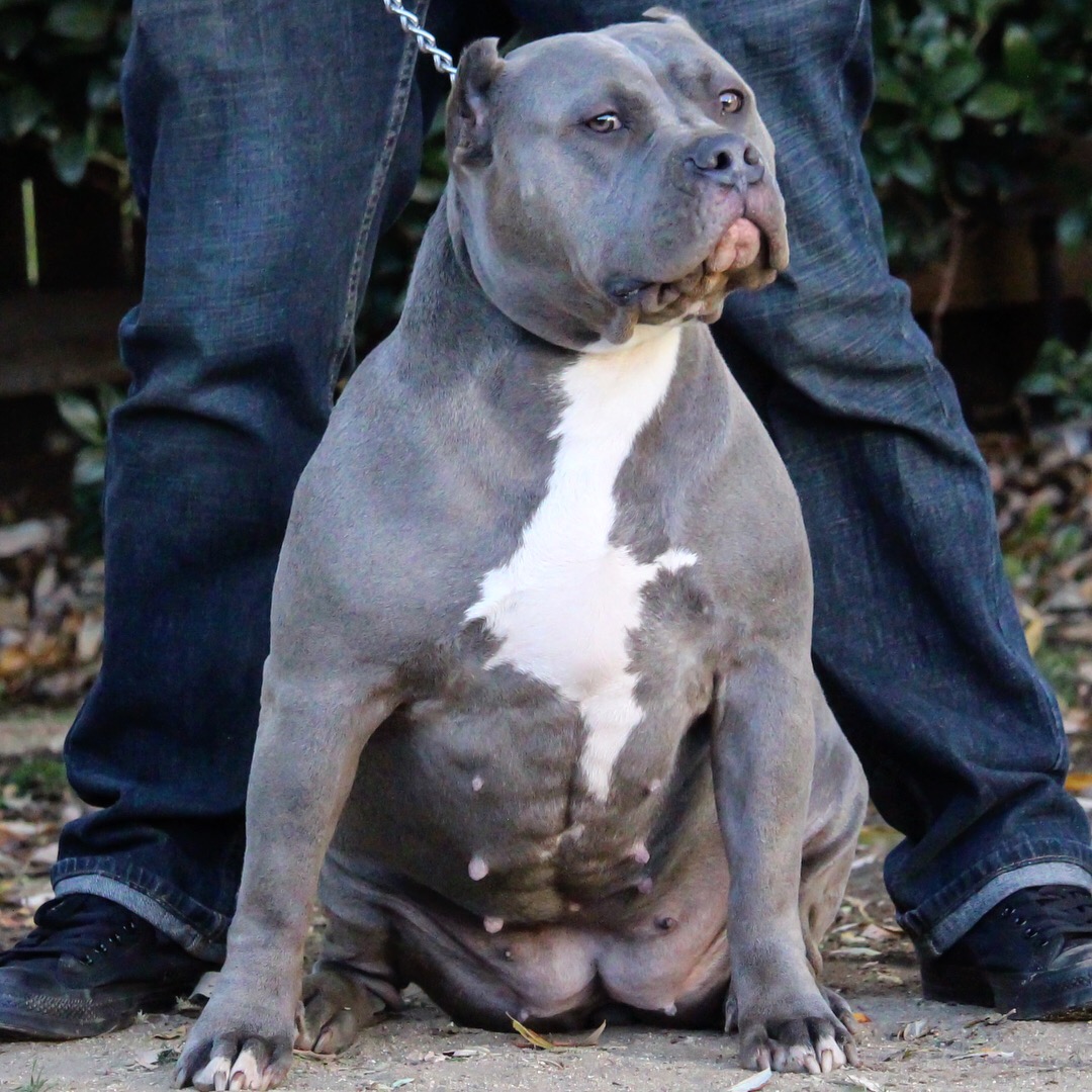 Dog Featured Image