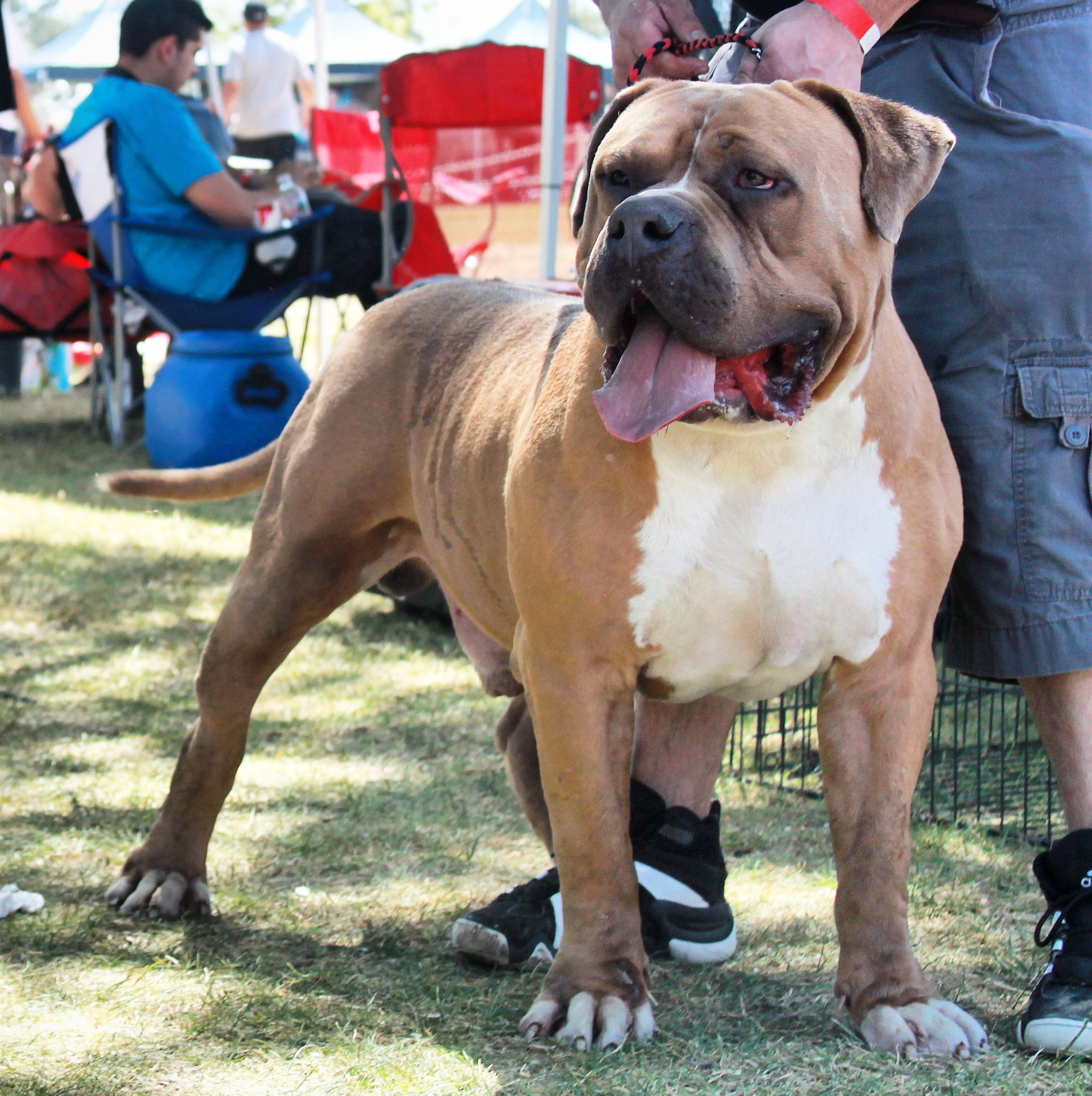 Dog Featured Image