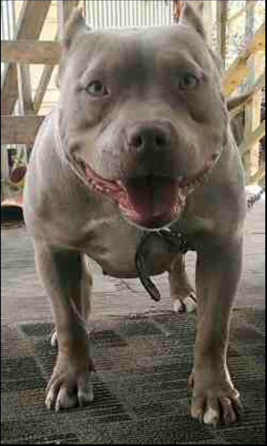 Dog Featured Image