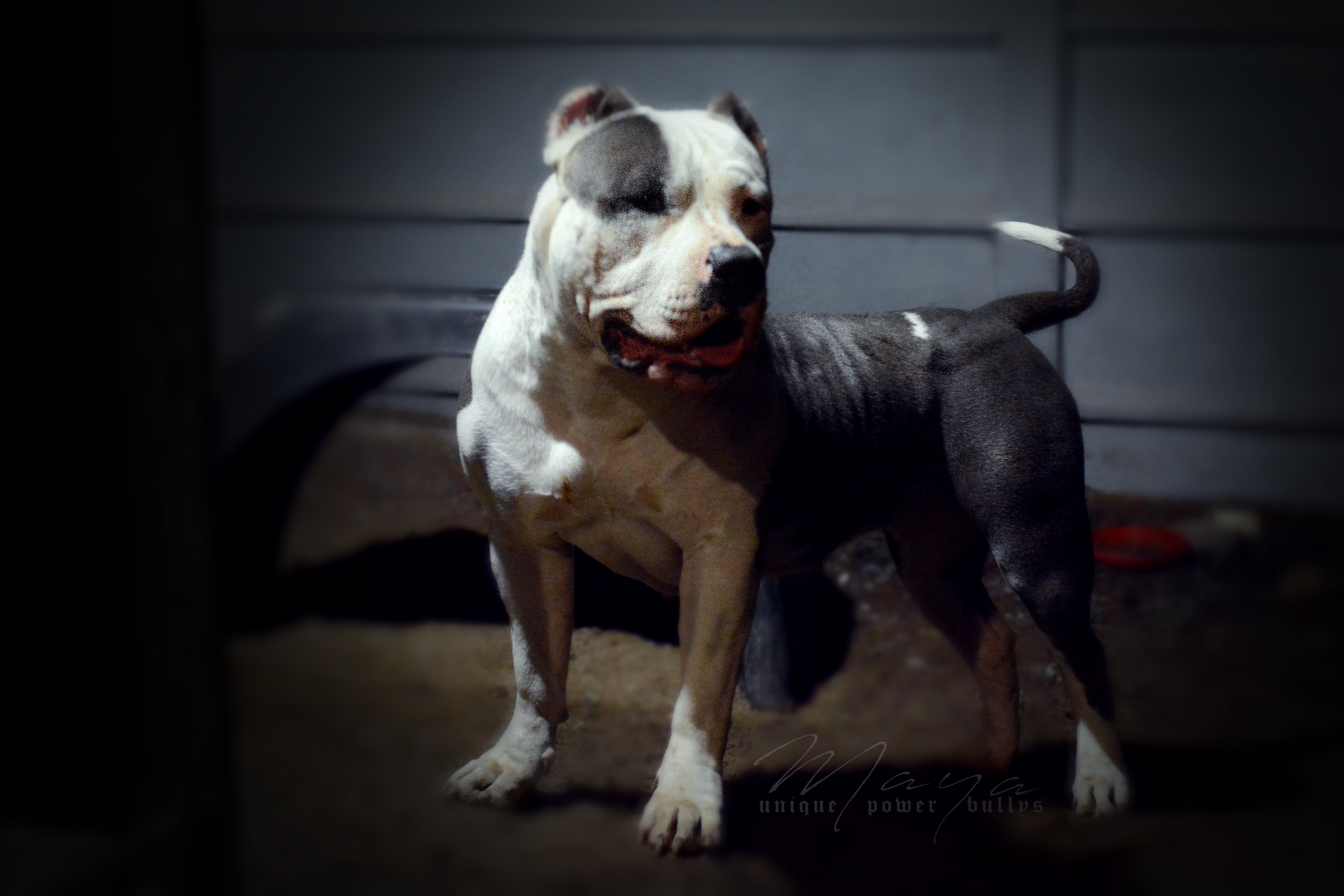 Dog Featured Image