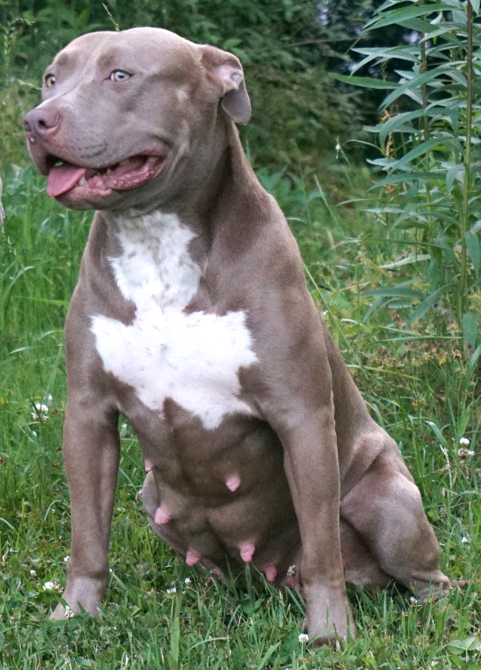 Dog Featured Image