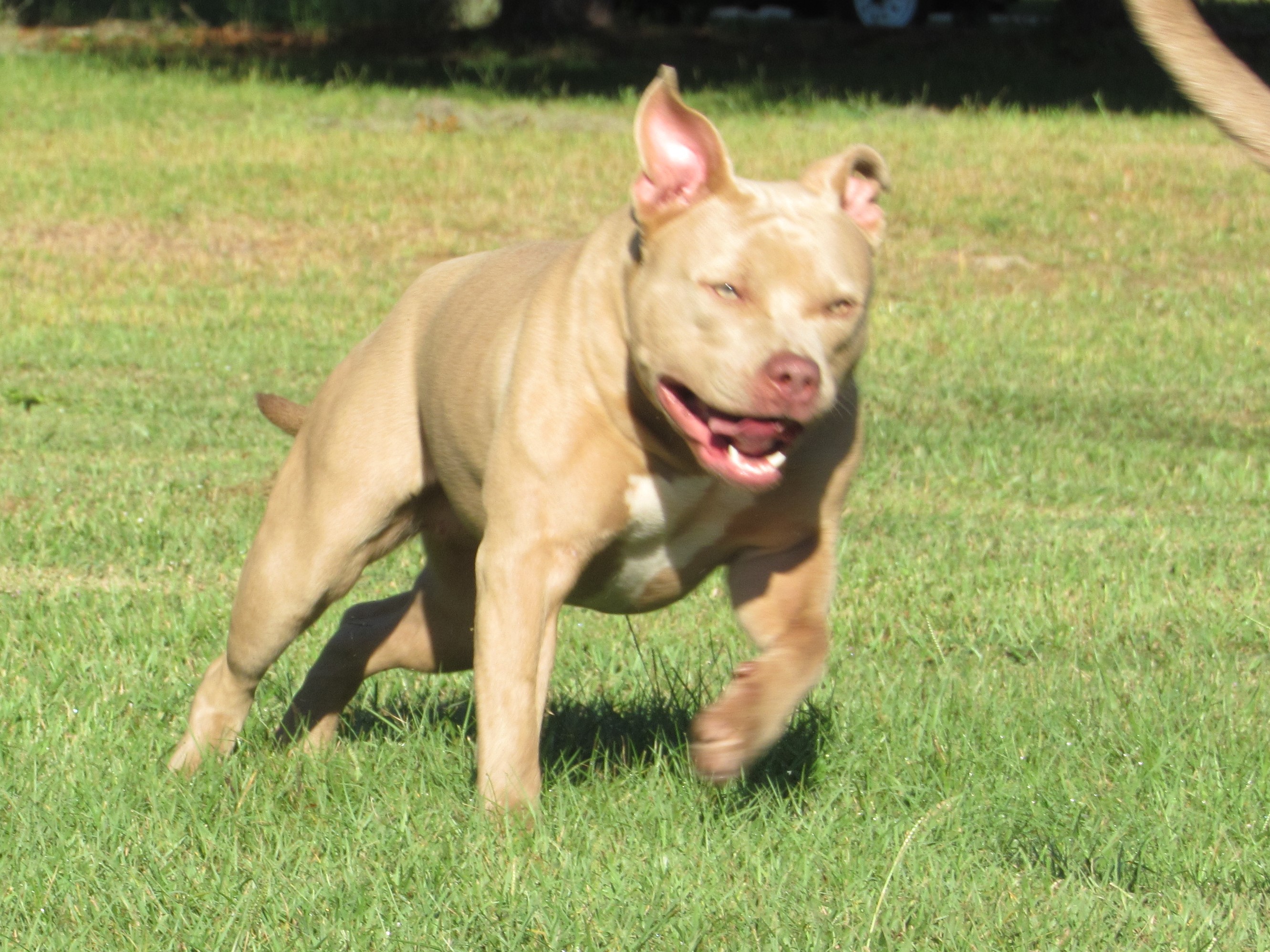 Dog Featured Image