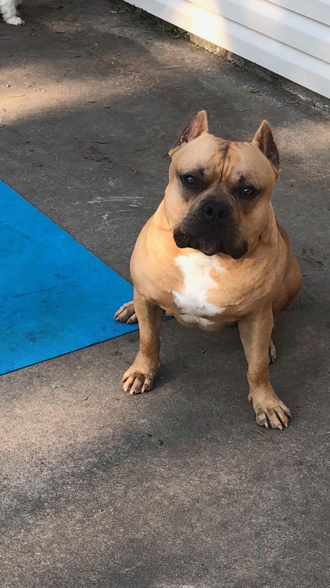 Dog Featured Image