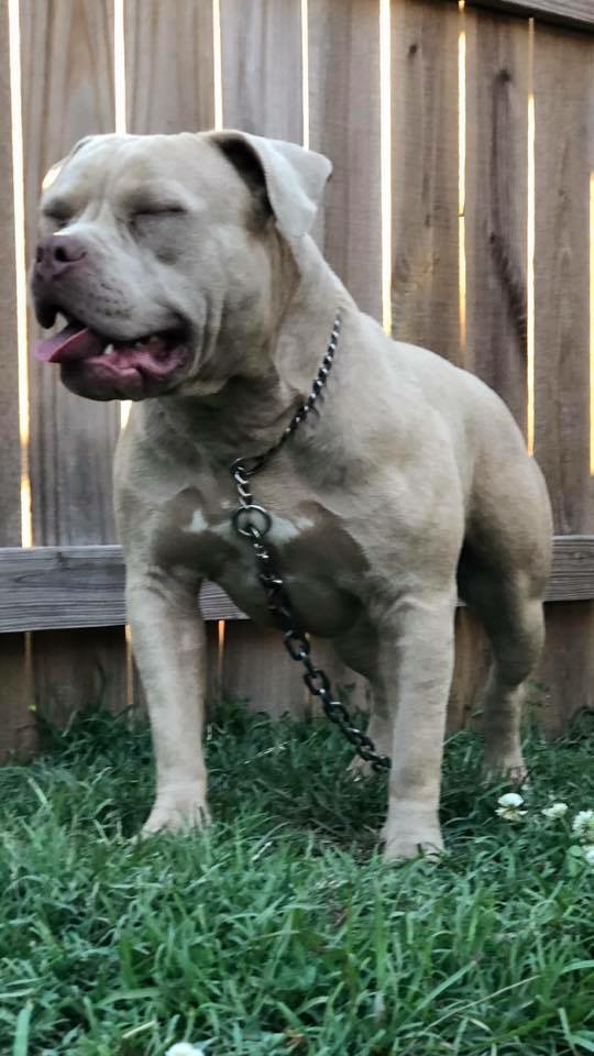 Dog Featured Image
