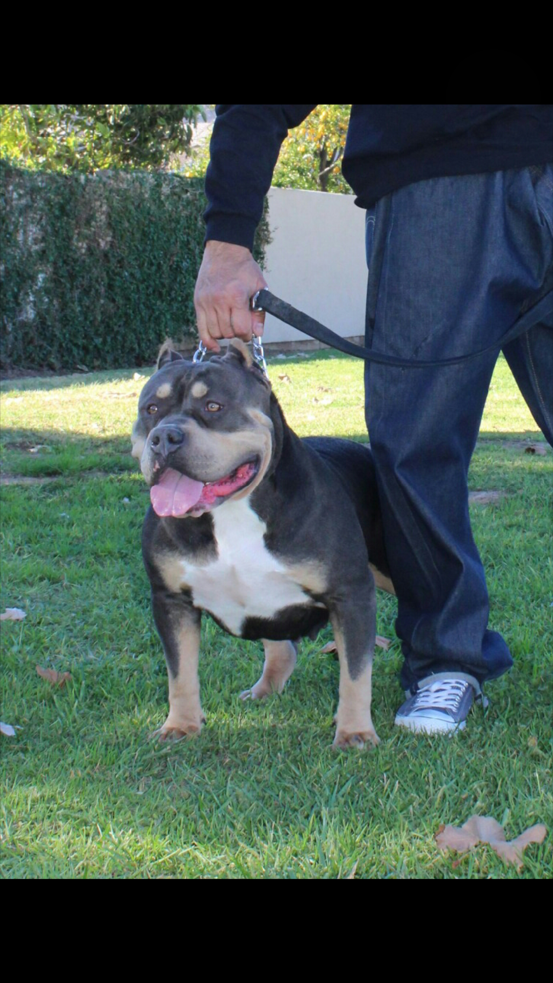 Dog Featured Image