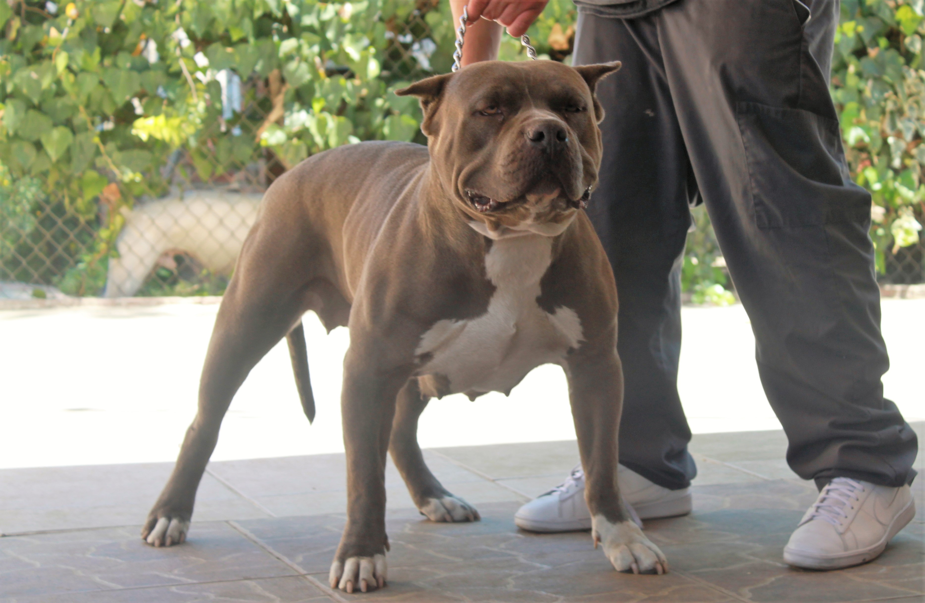 Dog Featured Image
