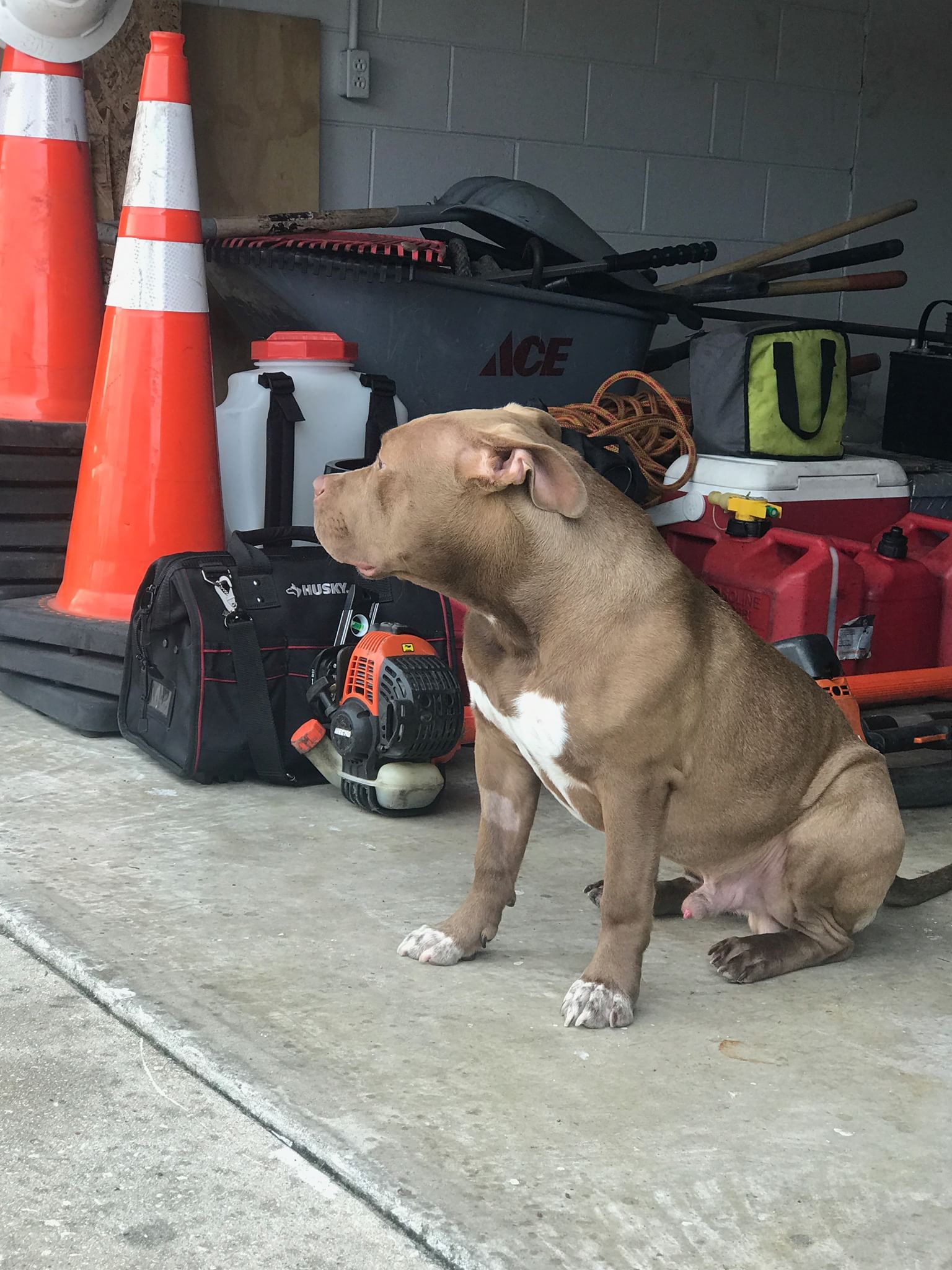 Dog Featured Image