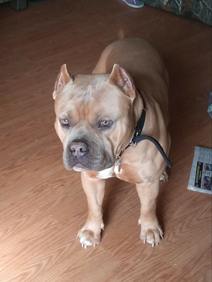Dog Featured Image