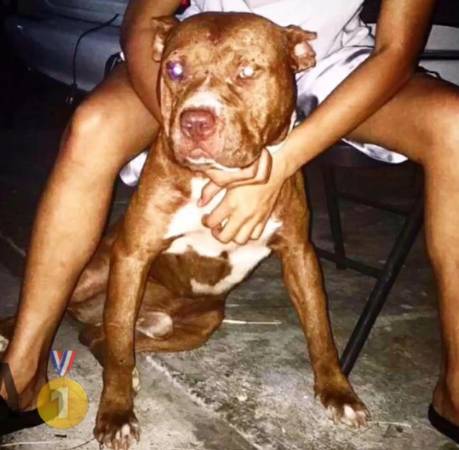 Dog Featured Image
