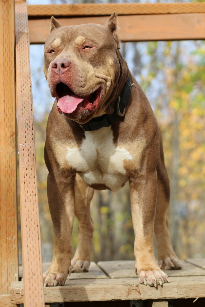 Dog Featured Image