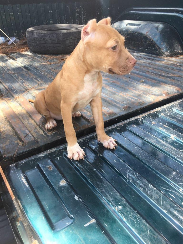 Dog Featured Image