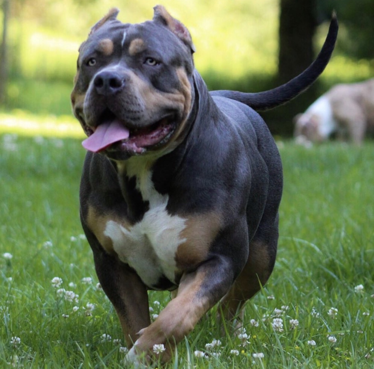 Dog Featured Image