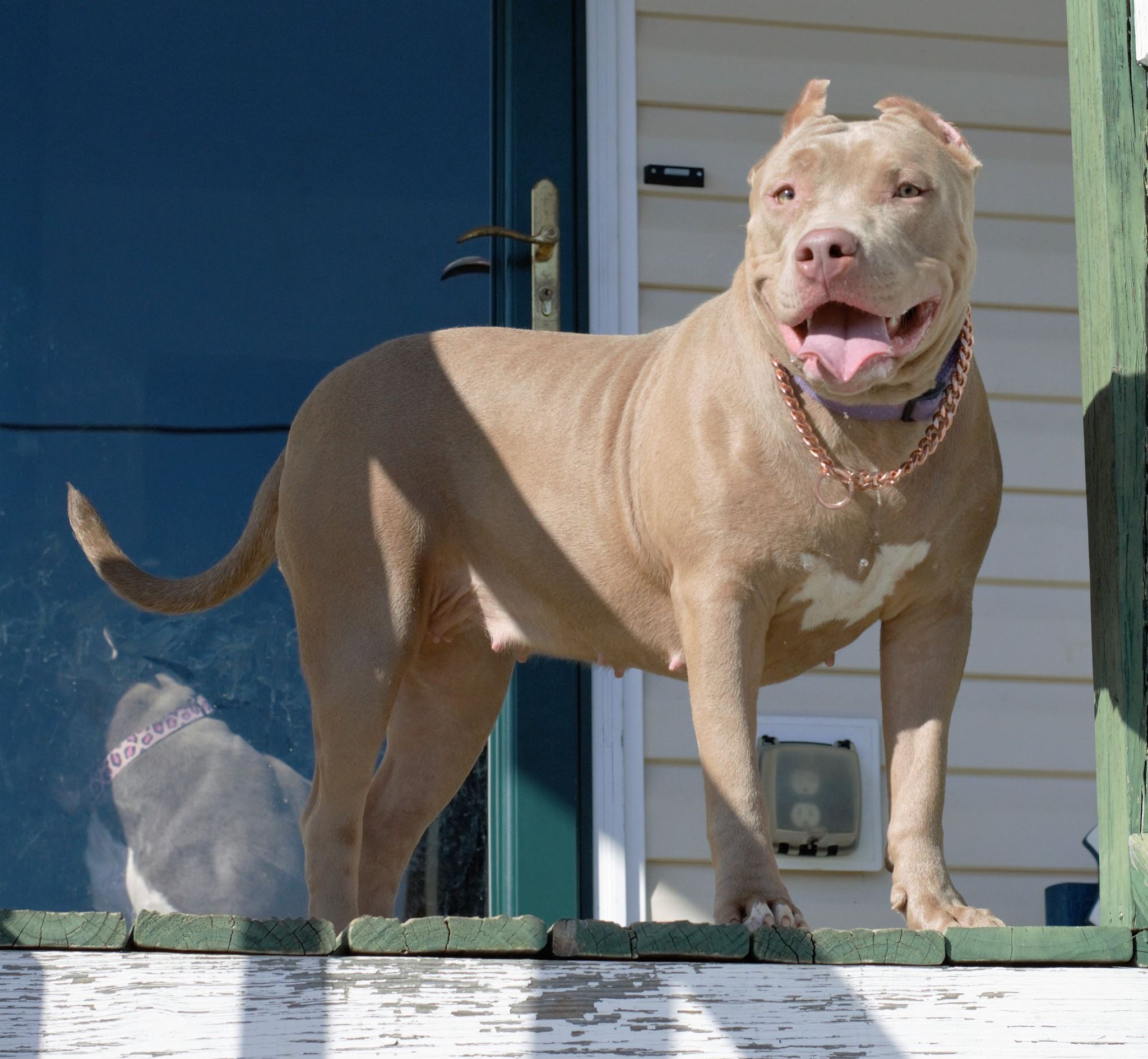 Dog Featured Image