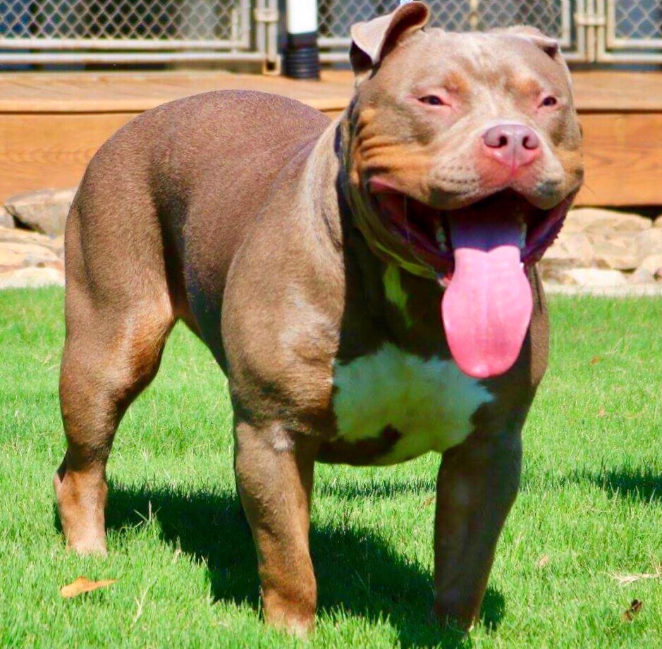 Dog Featured Image