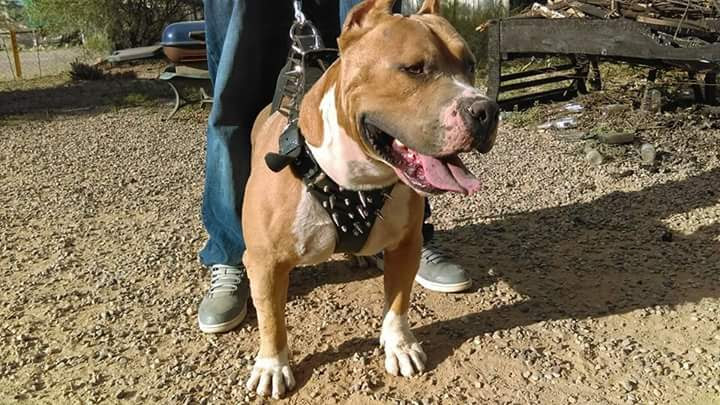 Dog Featured Image