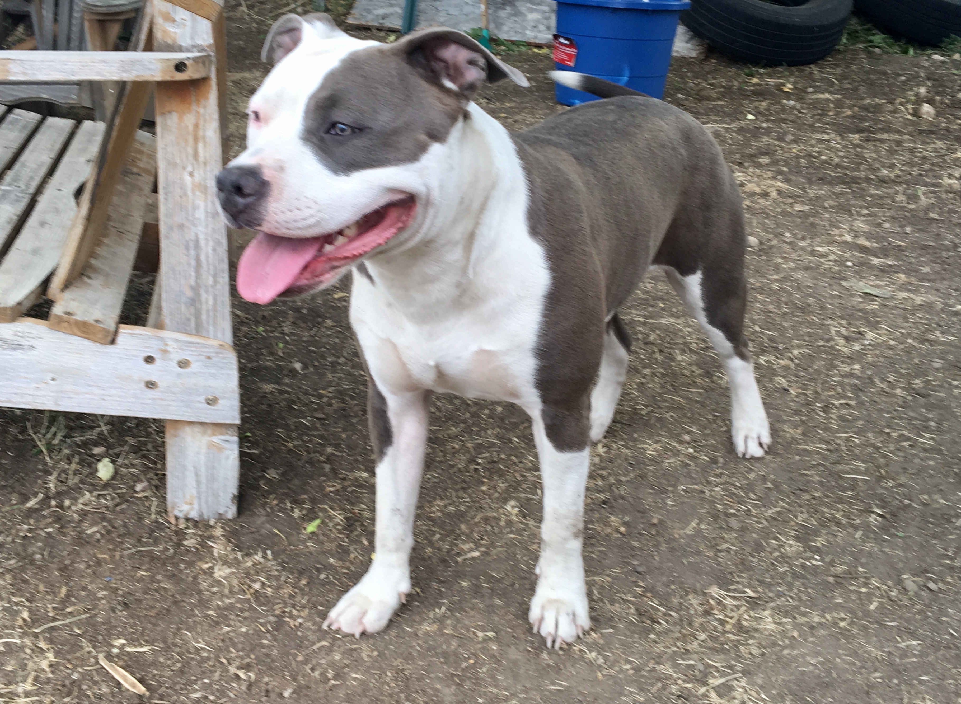 Dog Featured Image