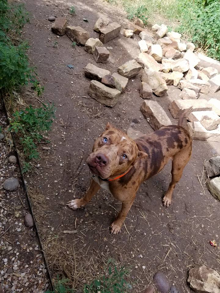 Dog Featured Image
