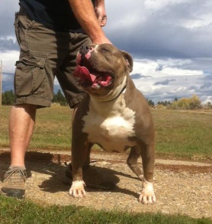 Dog Featured Image