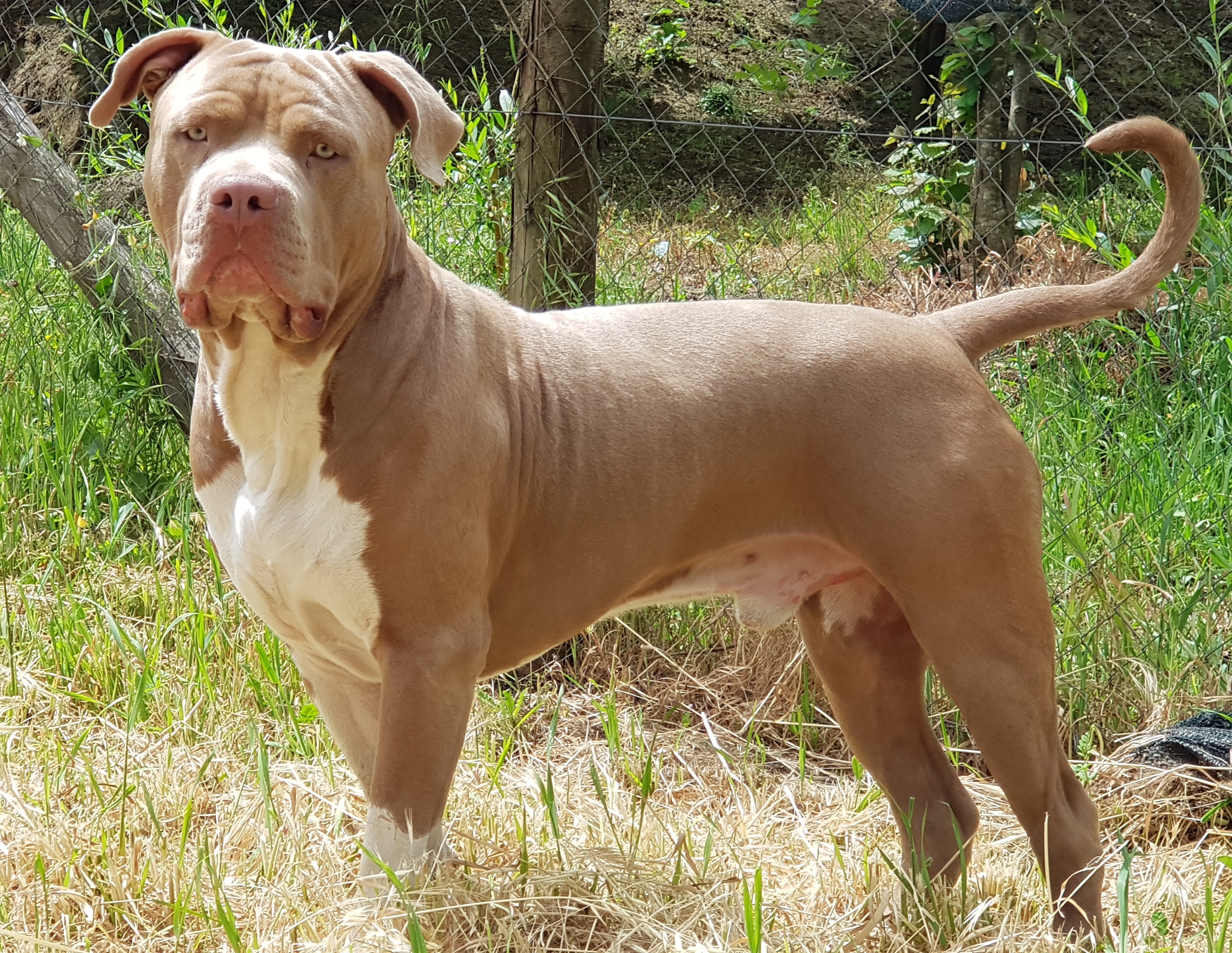 Dog Featured Image