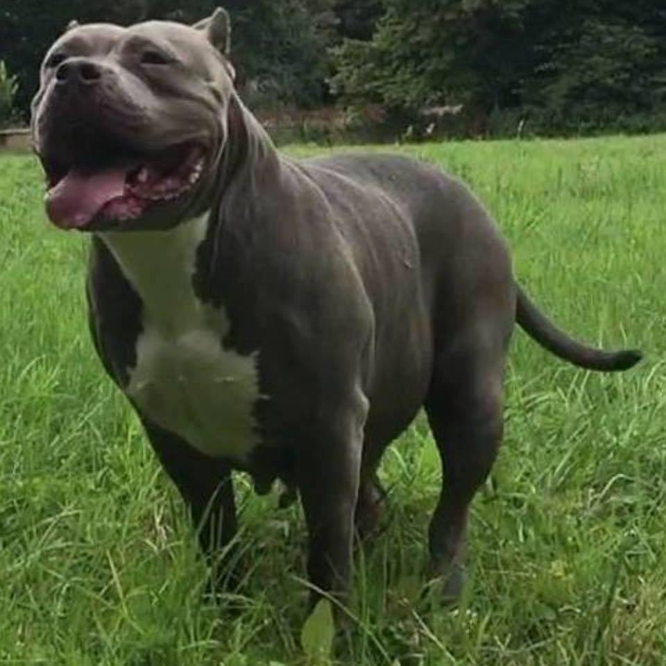 Dog Featured Image