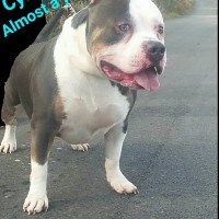 Dog Featured Image