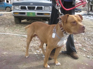 Dog Featured Image