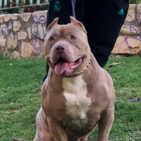 Dog Featured Image