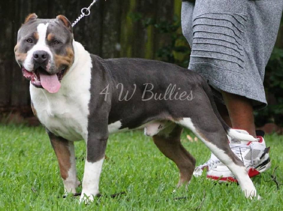 Dog Featured Image