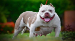Dog Featured Image