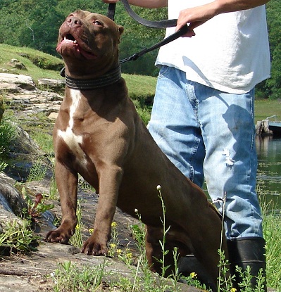 Dog Featured Image
