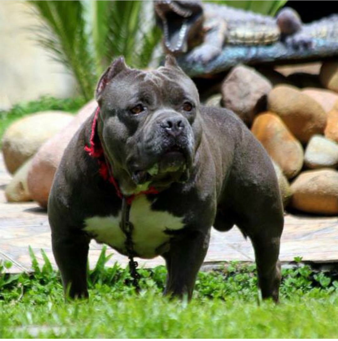 Dog Featured Image