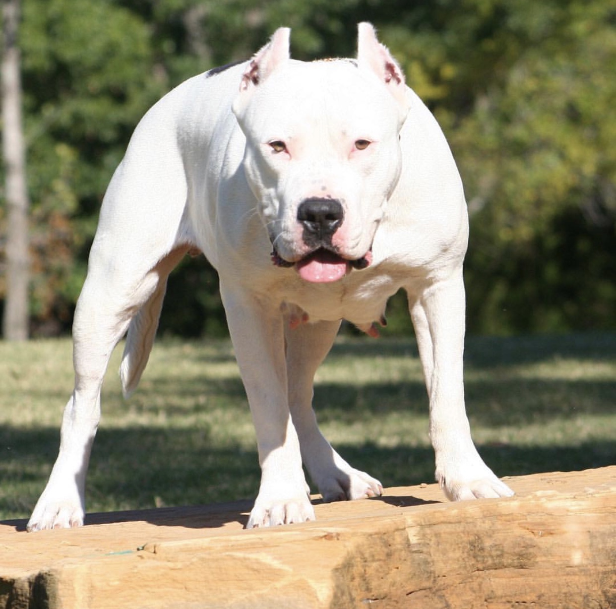 Dog Featured Image