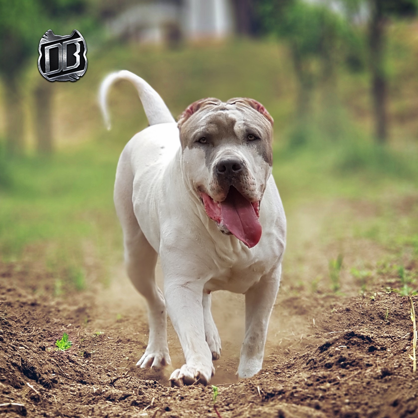 Dog Featured Image