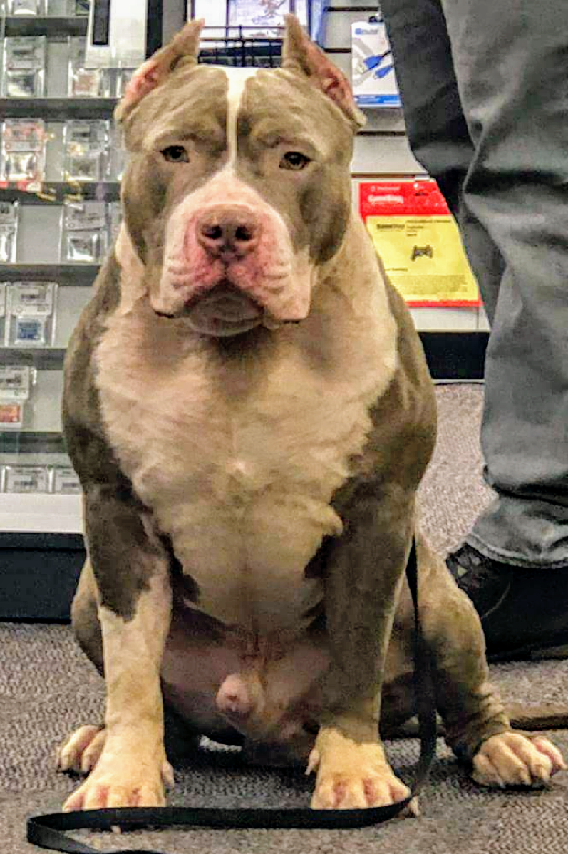Dog Featured Image