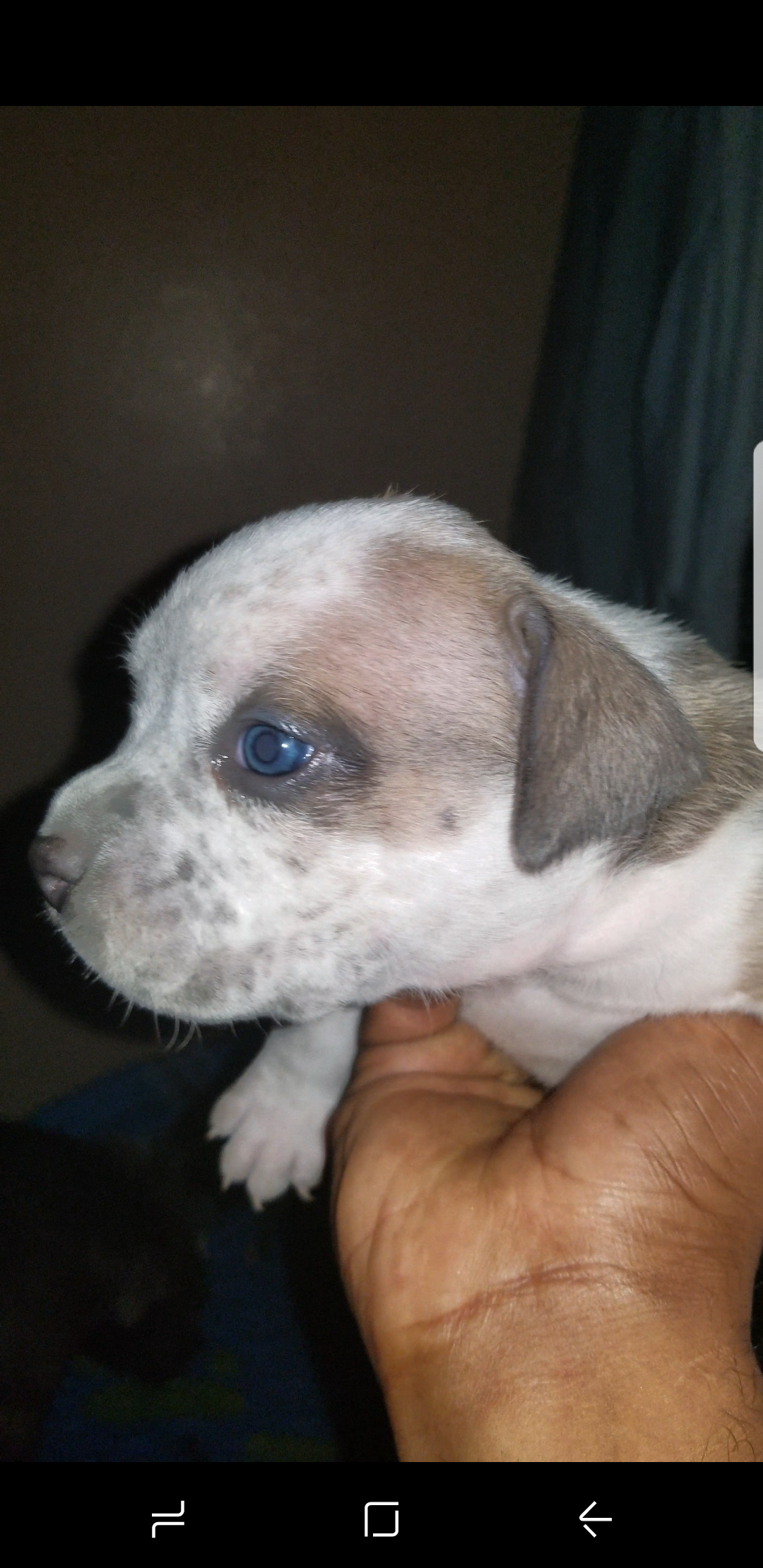 Dog Featured Image