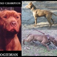 Gr Ch Caldwell S Boogieman Pitpedia