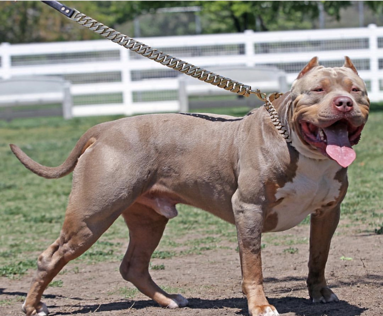 Dog Featured Image