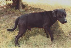 Dog Featured Image
